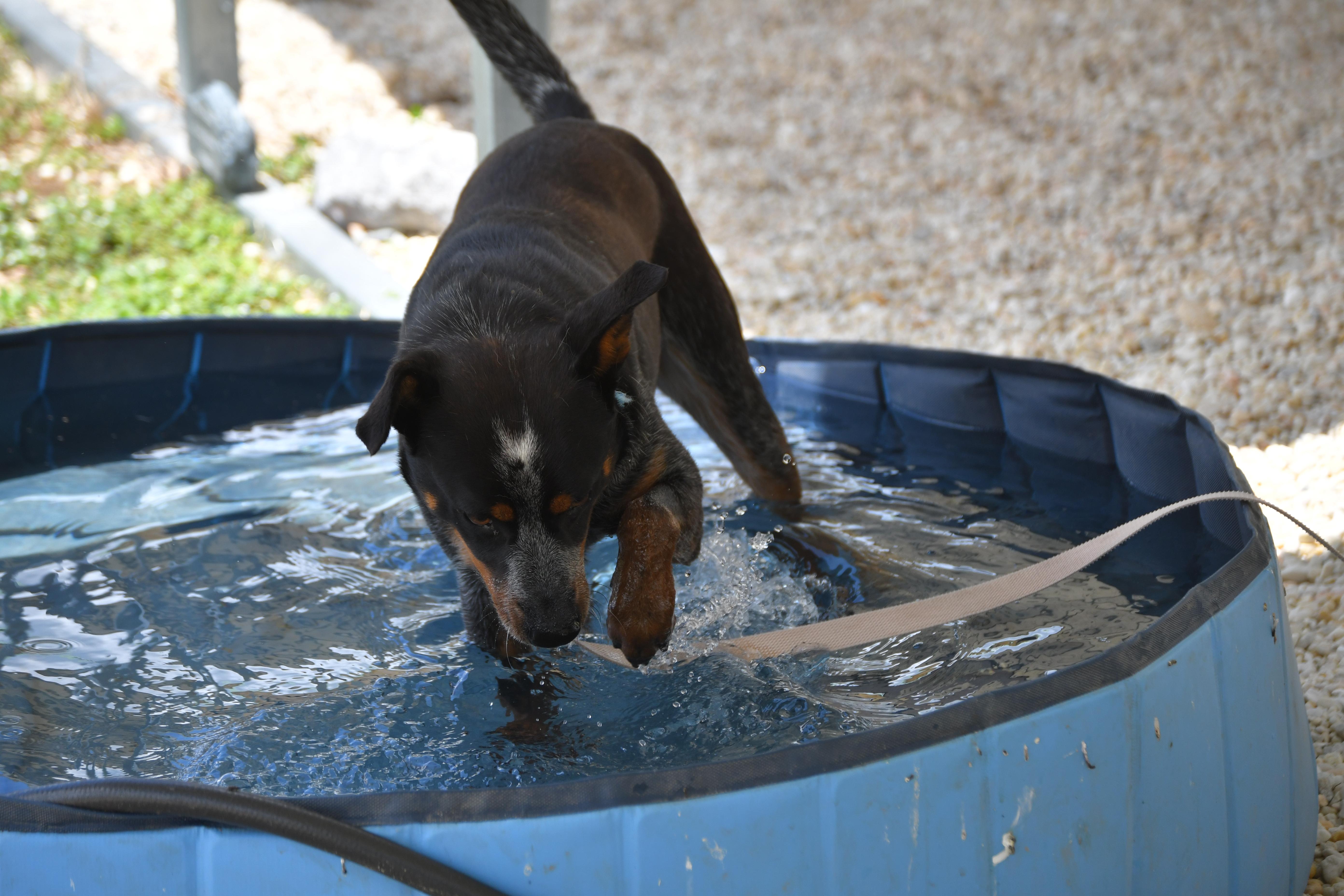 Wyatt, a ADOPTABLE mixed breed in Defuniak Springs, FL image 2/3