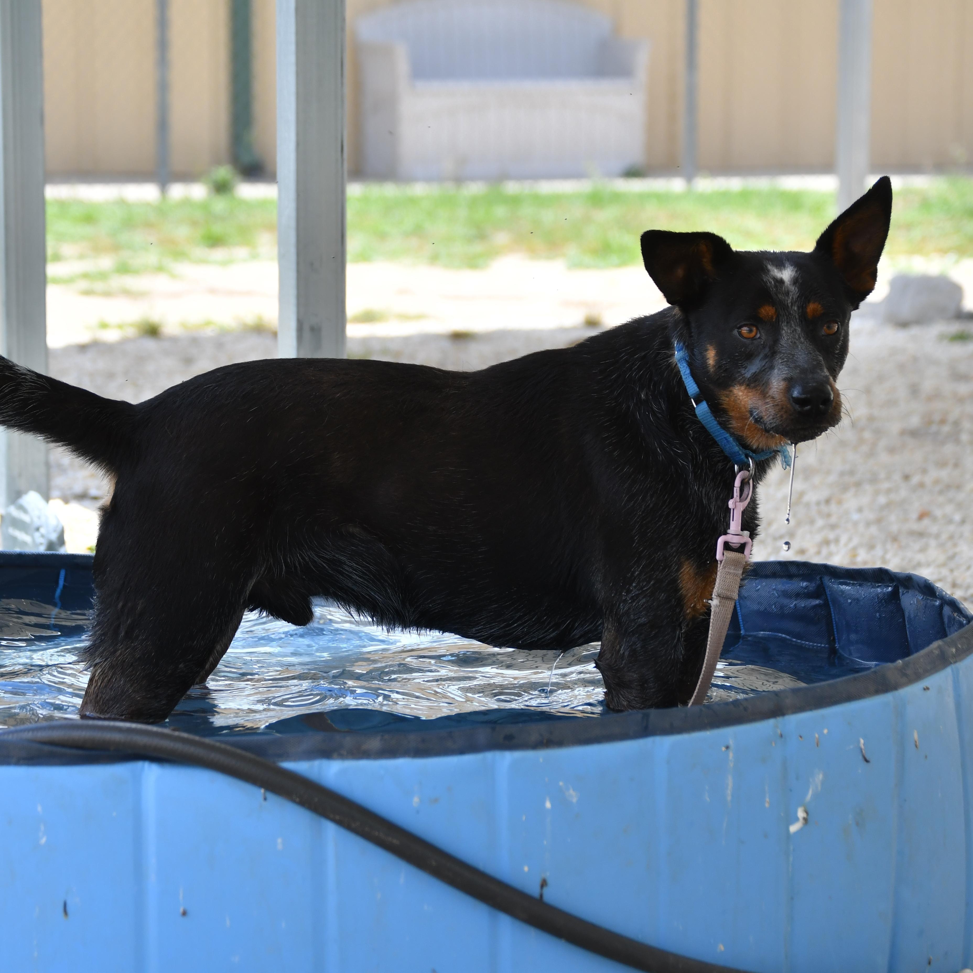 Wyatt, a ADOPTABLE mixed breed in Defuniak Springs, FL image 1/3