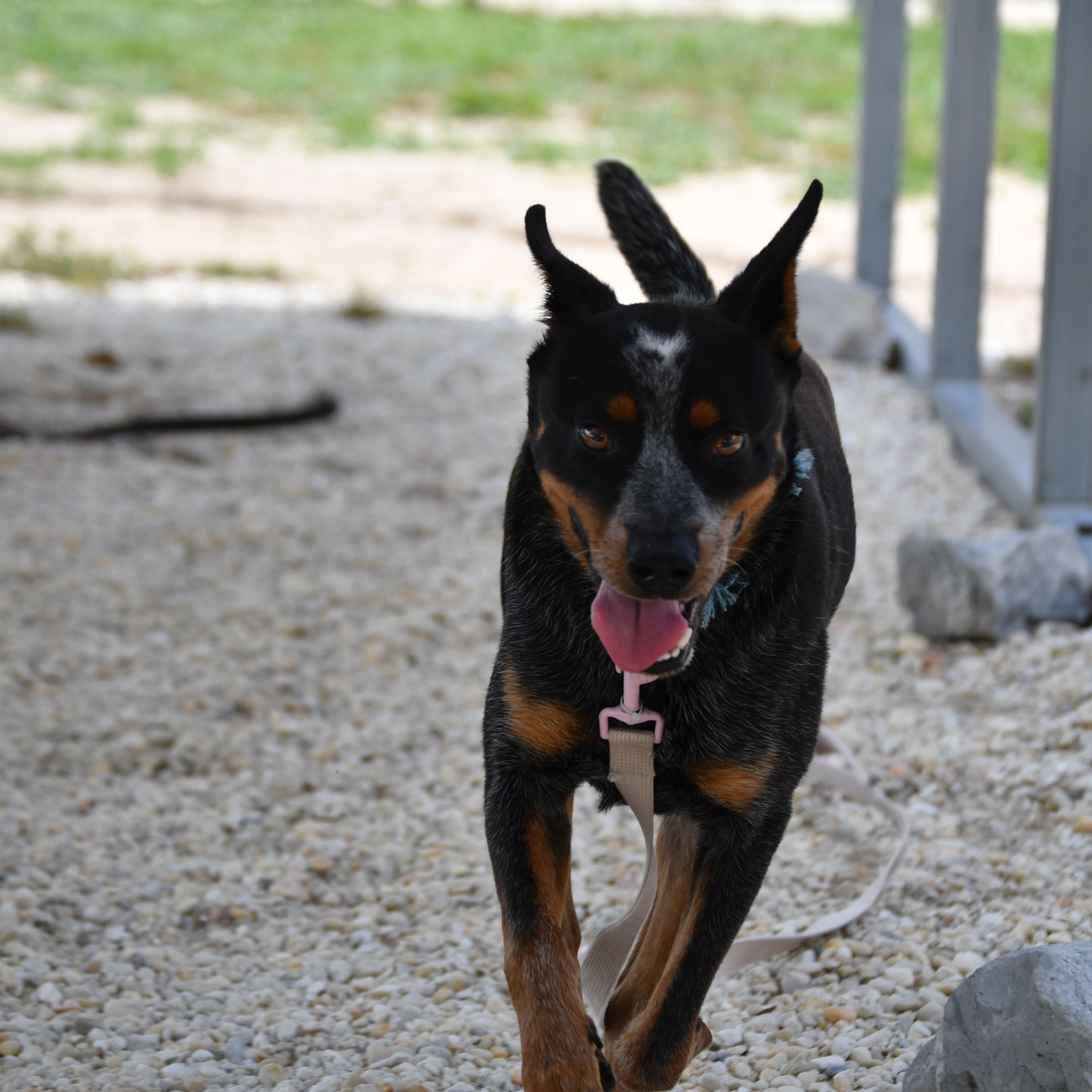 Wyatt, a ADOPTABLE mixed breed in Defuniak Springs, FL image 3/3