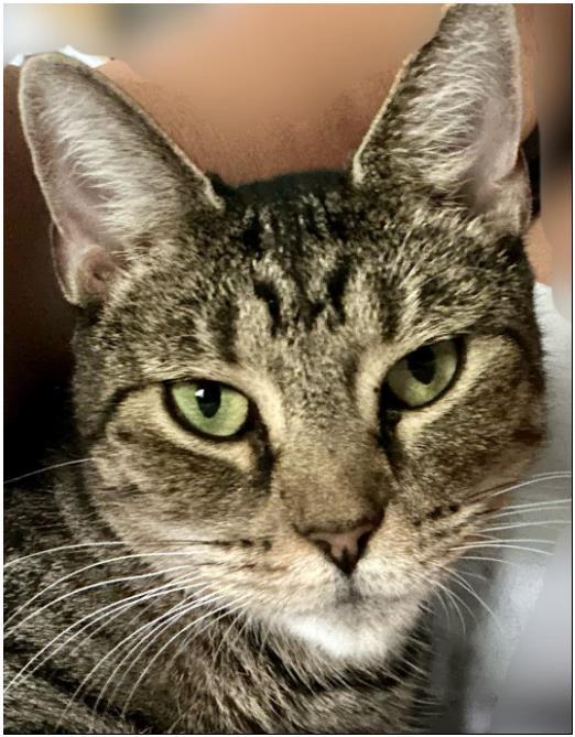 Enlarge Whiskers, a Adoptable Tabby in Duette, FL image 1/2