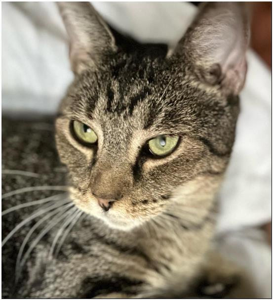 Enlarge Whiskers, a Adoptable Tabby in Duette, FL image 2/2