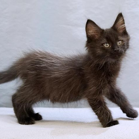 Enlarge Bear, an adopted mixed breed in Maynardville, TN image 1/1