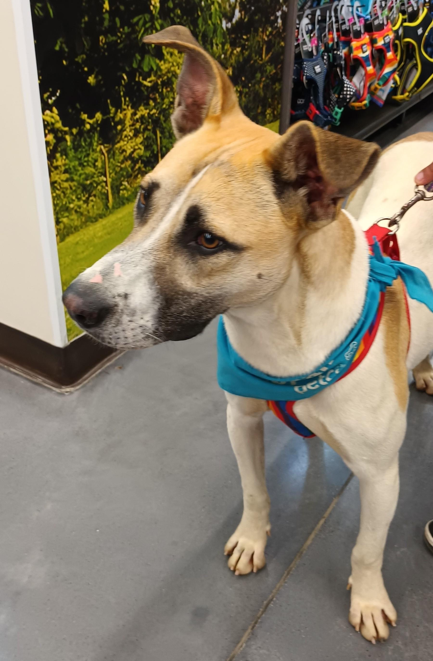 Enlarge Duque, a Adoptable mixed breed in San Diego, CA image 6/6