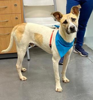 Enlarge Duque, a Adoptable mixed breed in San Diego, CA image 4/6