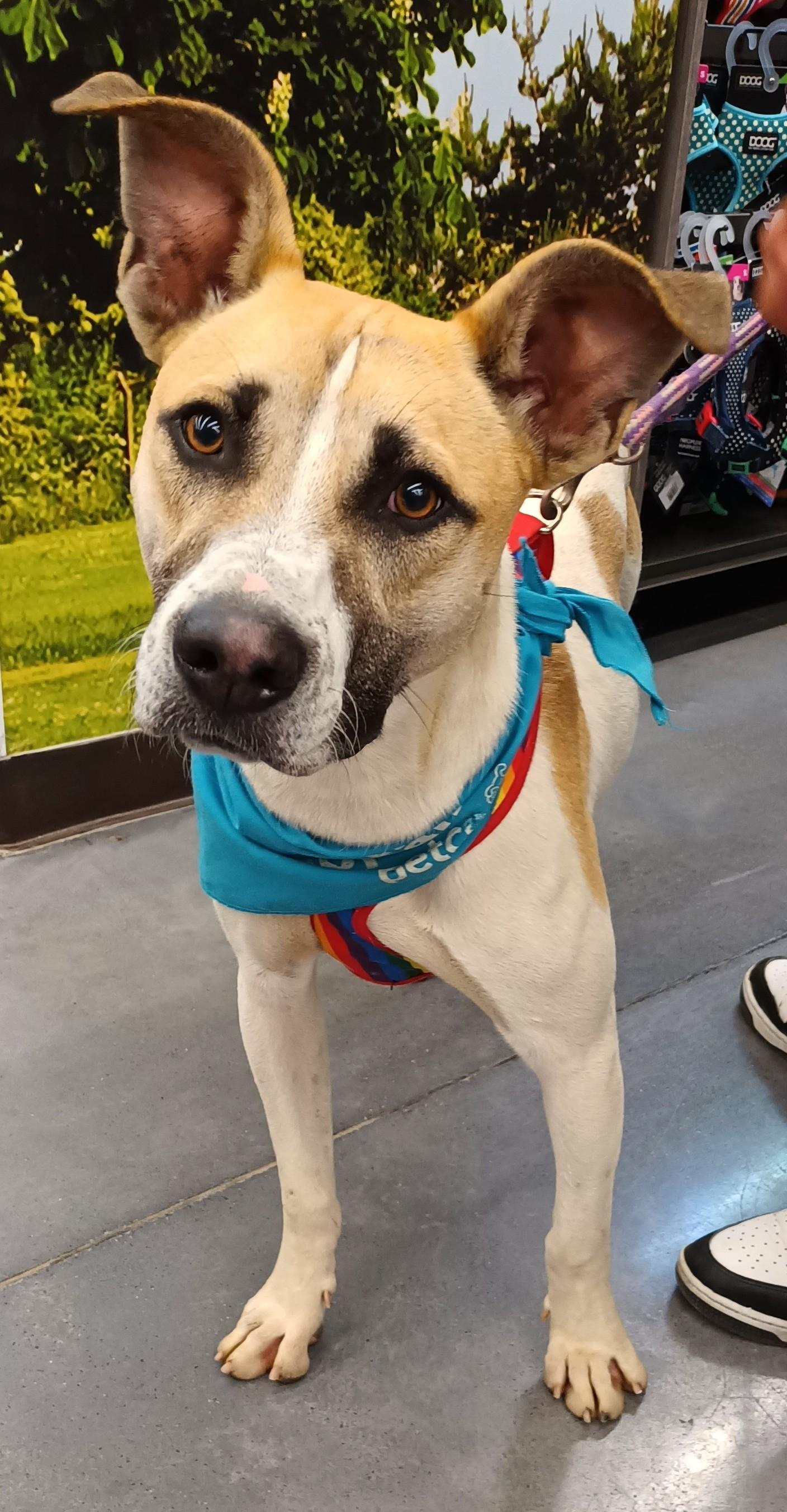 Enlarge Duque, a Adoptable mixed breed in San Diego, CA image 2/6