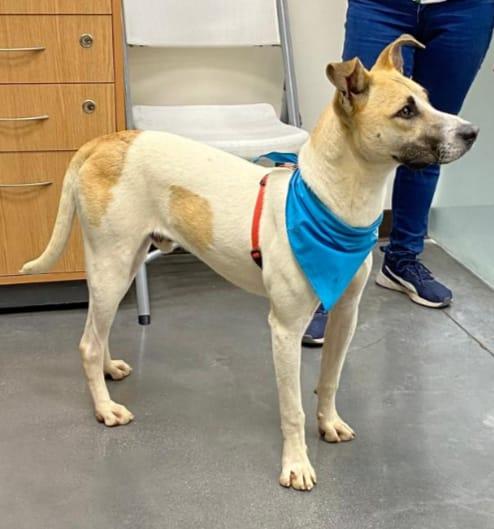 Enlarge Duque, a Adoptable mixed breed in San Diego, CA image 5/6