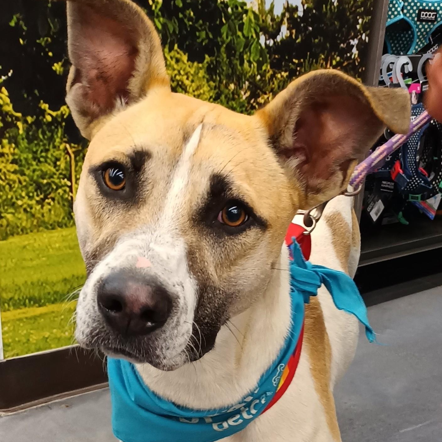 Enlarge Duque, a Adoptable mixed breed in San Diego, CA image 1/6