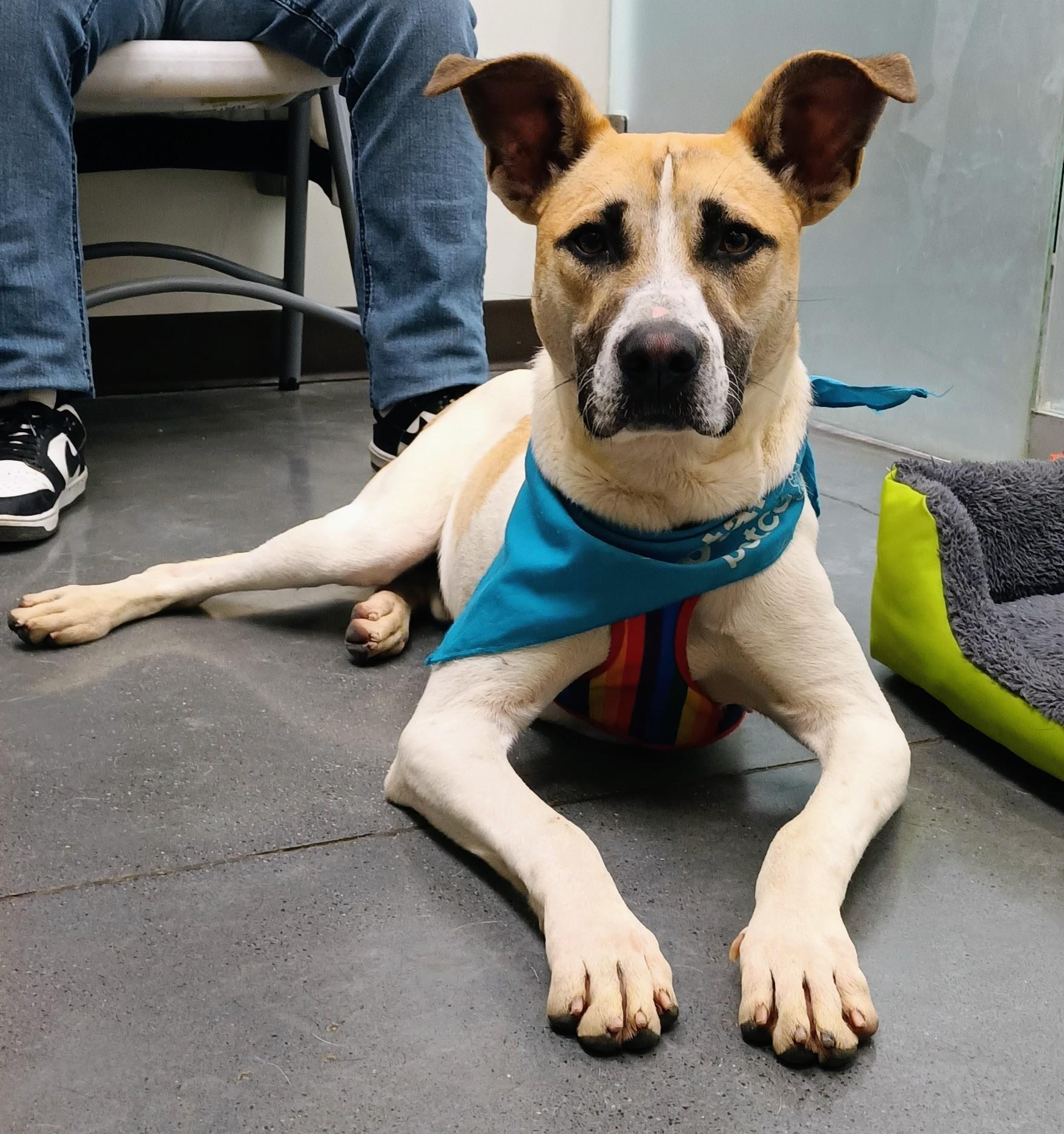 Enlarge Duque, a Adoptable mixed breed in San Diego, CA image 3/6