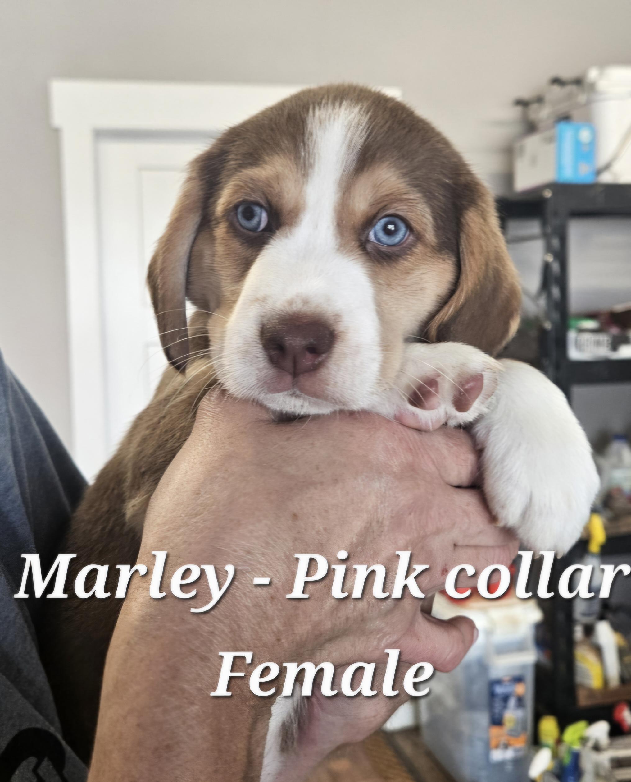 Enlarge Marley, an adopted Hound in Cushing, OK image 1/1