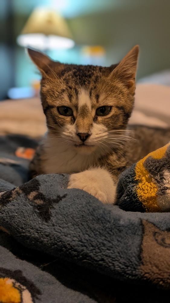 FrostWalker (fostered in Bellevue), Adoptable, Young Male Domestic Medium Hair.