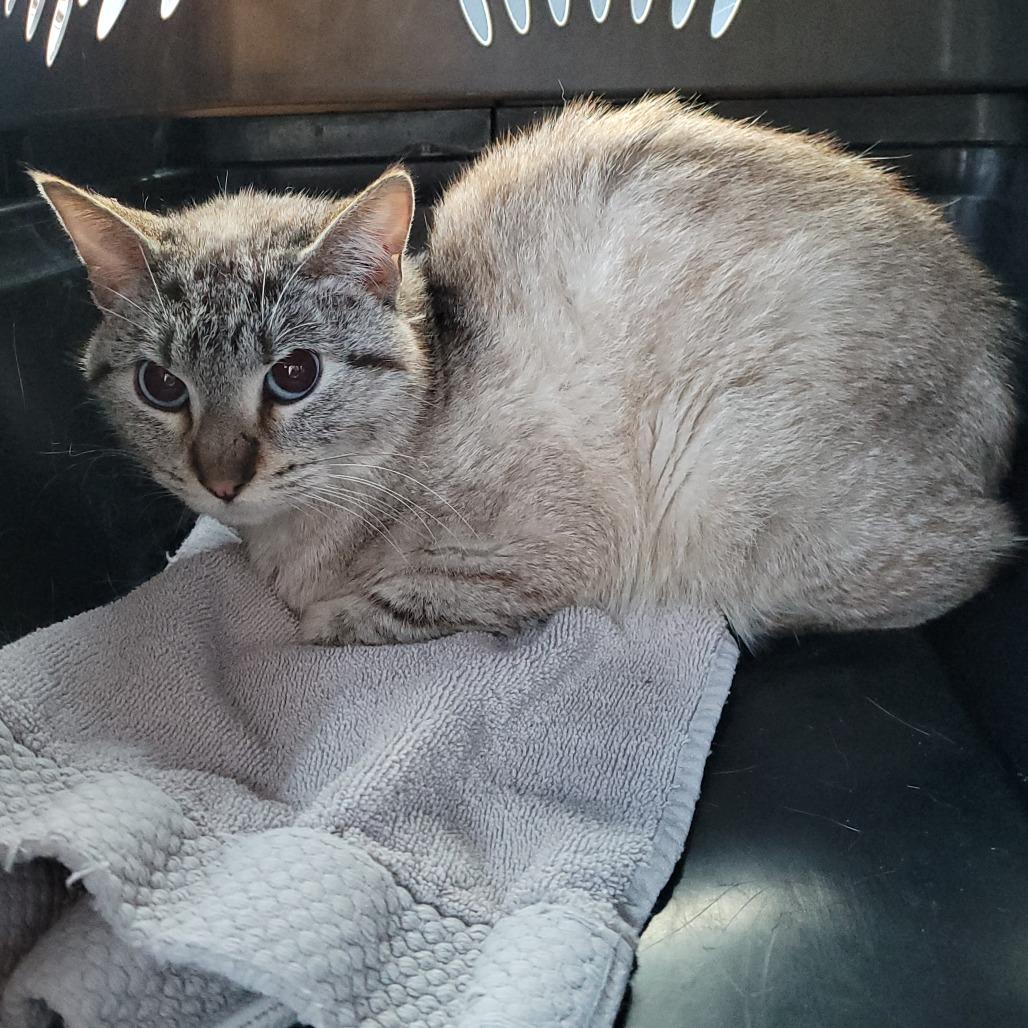 Snowball — thumbnail 2