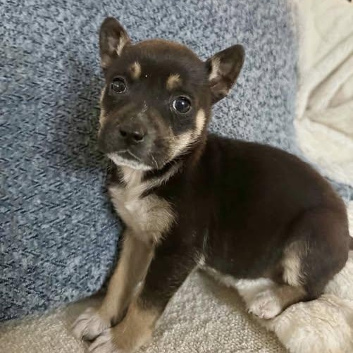 Bonnie , ADOPTABLE, Puppy Female Chihuahua.