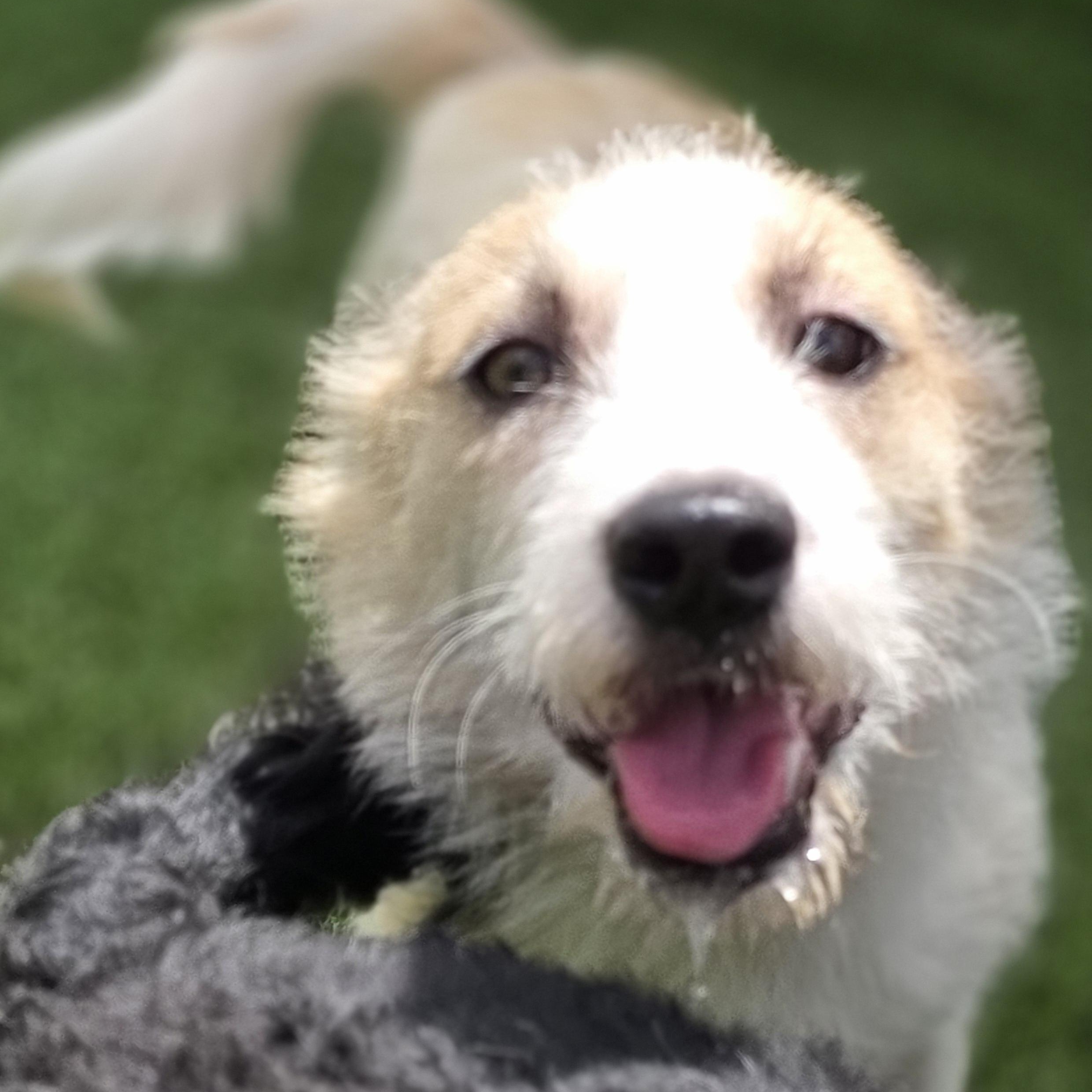 Gidget, a ADOPTABLE mixed breed in Anderson, SC image 2/3