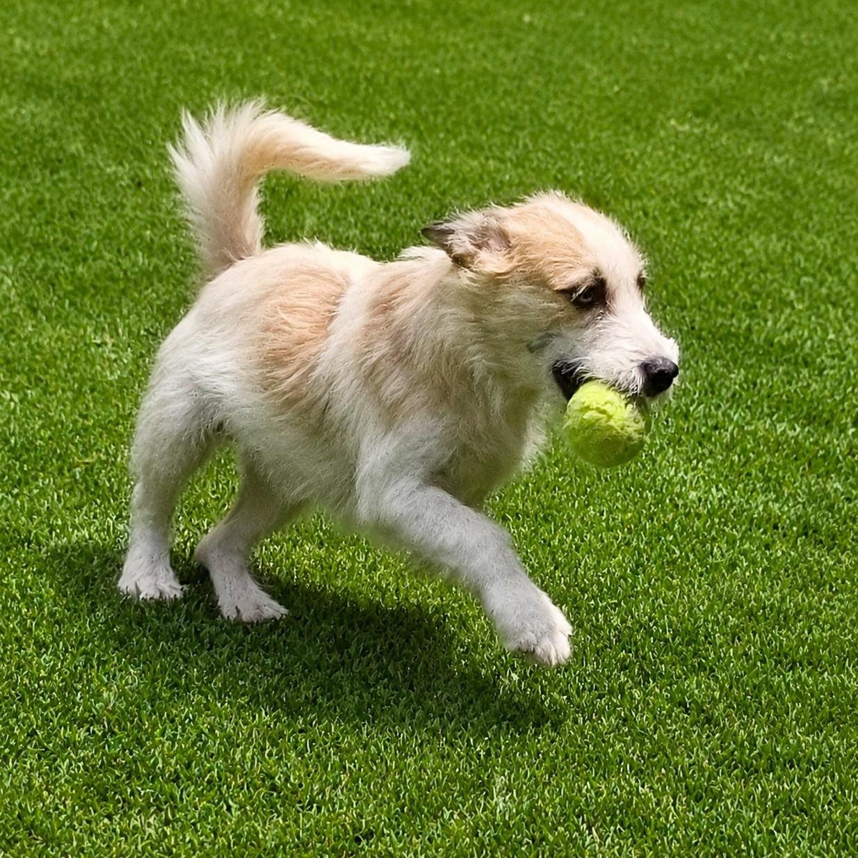 Gidget, a ADOPTABLE mixed breed in Anderson, SC image 3/3