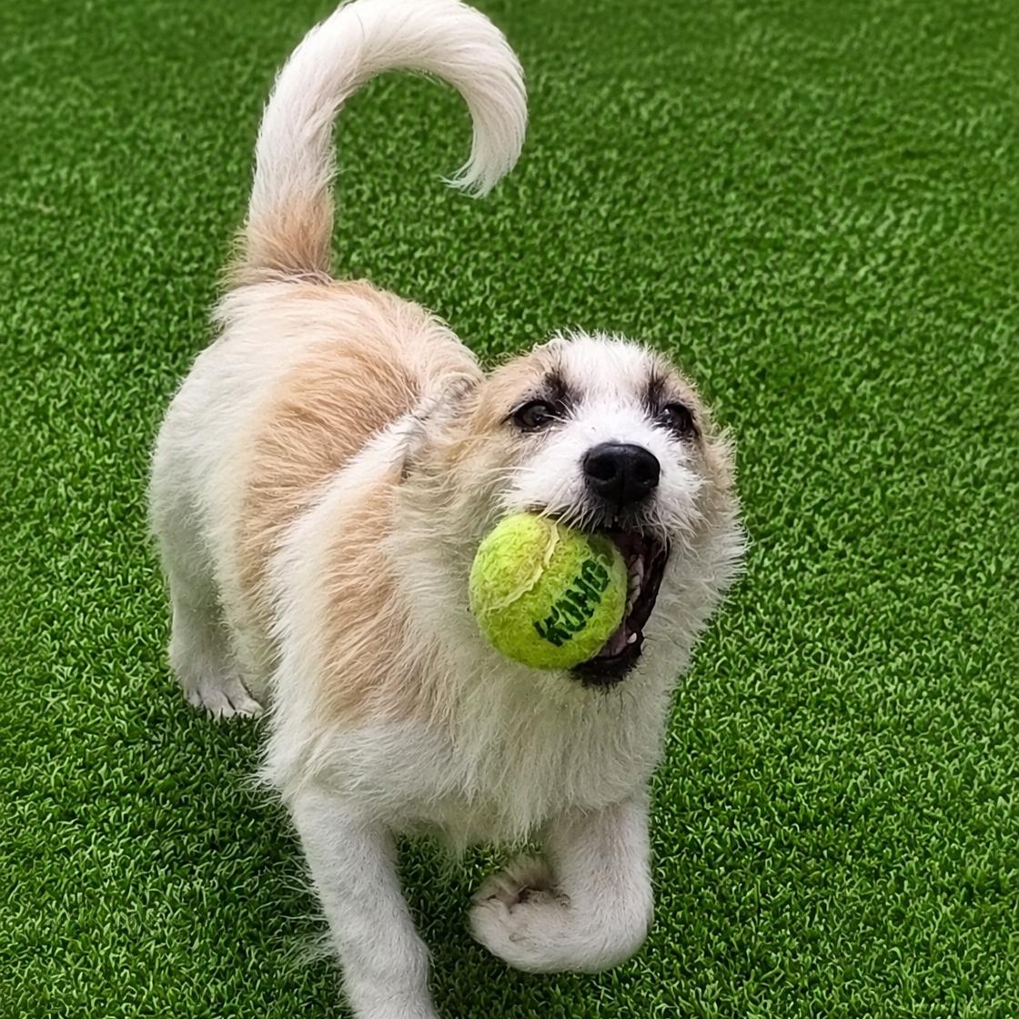 Gidget, ADOPTABLE, Young Female Jack Russell Terrier.