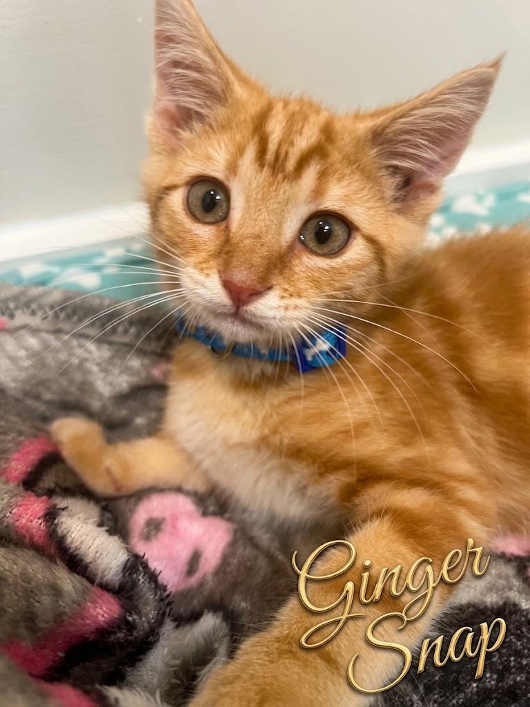 Enlarge Gingersnap...a little ginger spice with a whole lot of sweetness, a Adopted Domestic Short Hair in Murfreesboro, TN image 1/4
