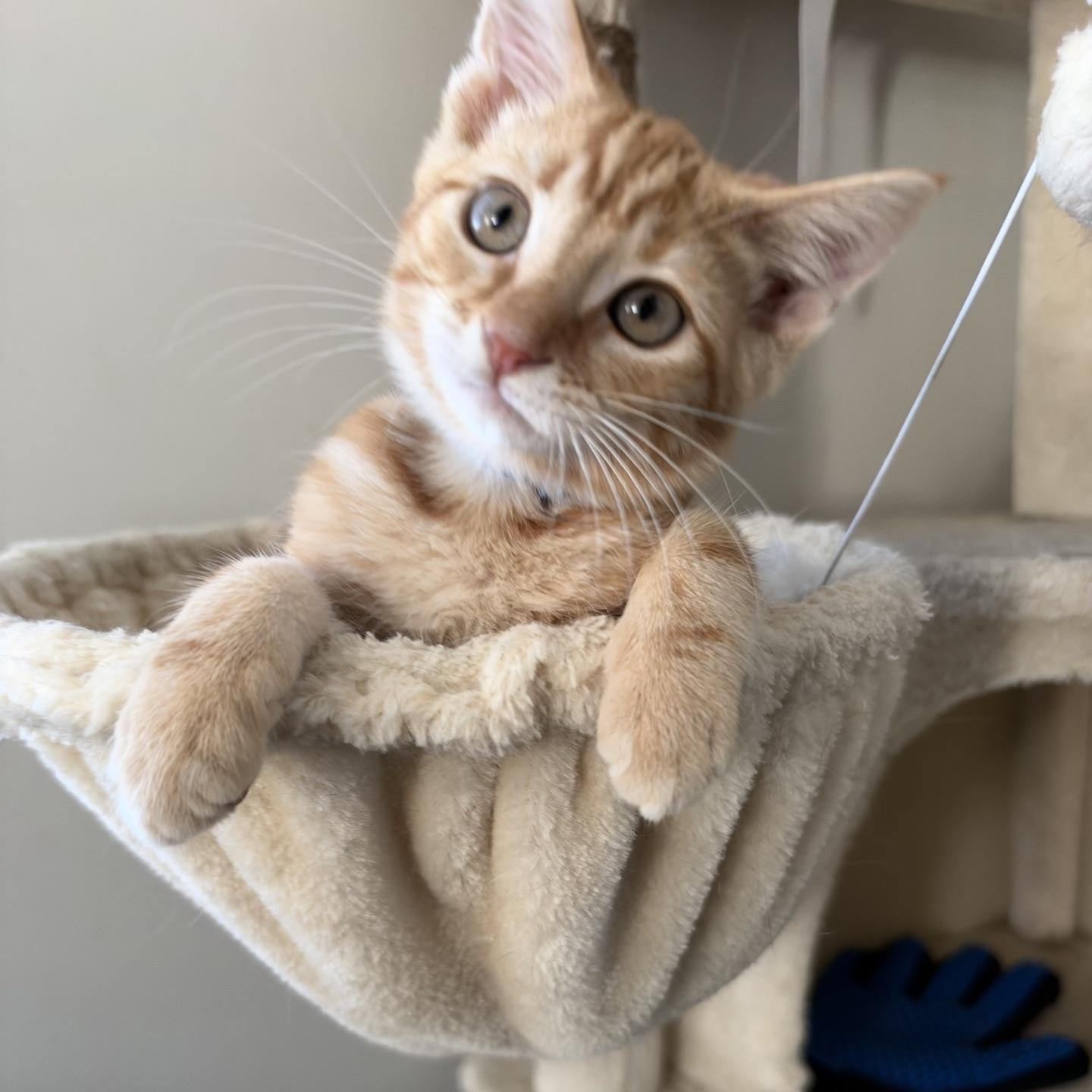 Enlarge Gingersnap...a little ginger spice with a whole lot of sweetness, a Adopted Domestic Short Hair in Murfreesboro, TN image 2/4