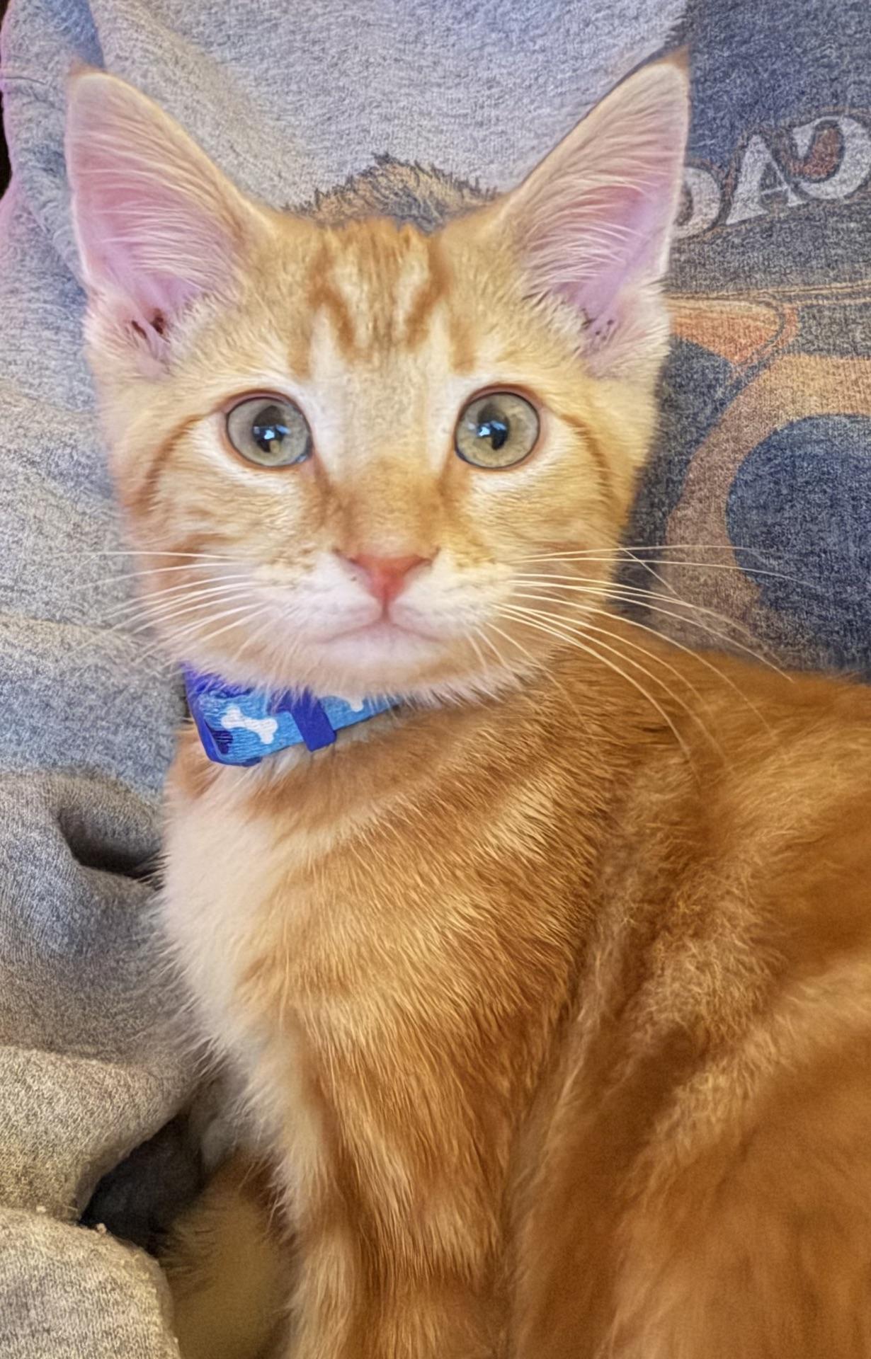 Enlarge Gingersnap...a little ginger spice with a whole lot of sweetness, a Adopted Domestic Short Hair in Murfreesboro, TN image 3/4