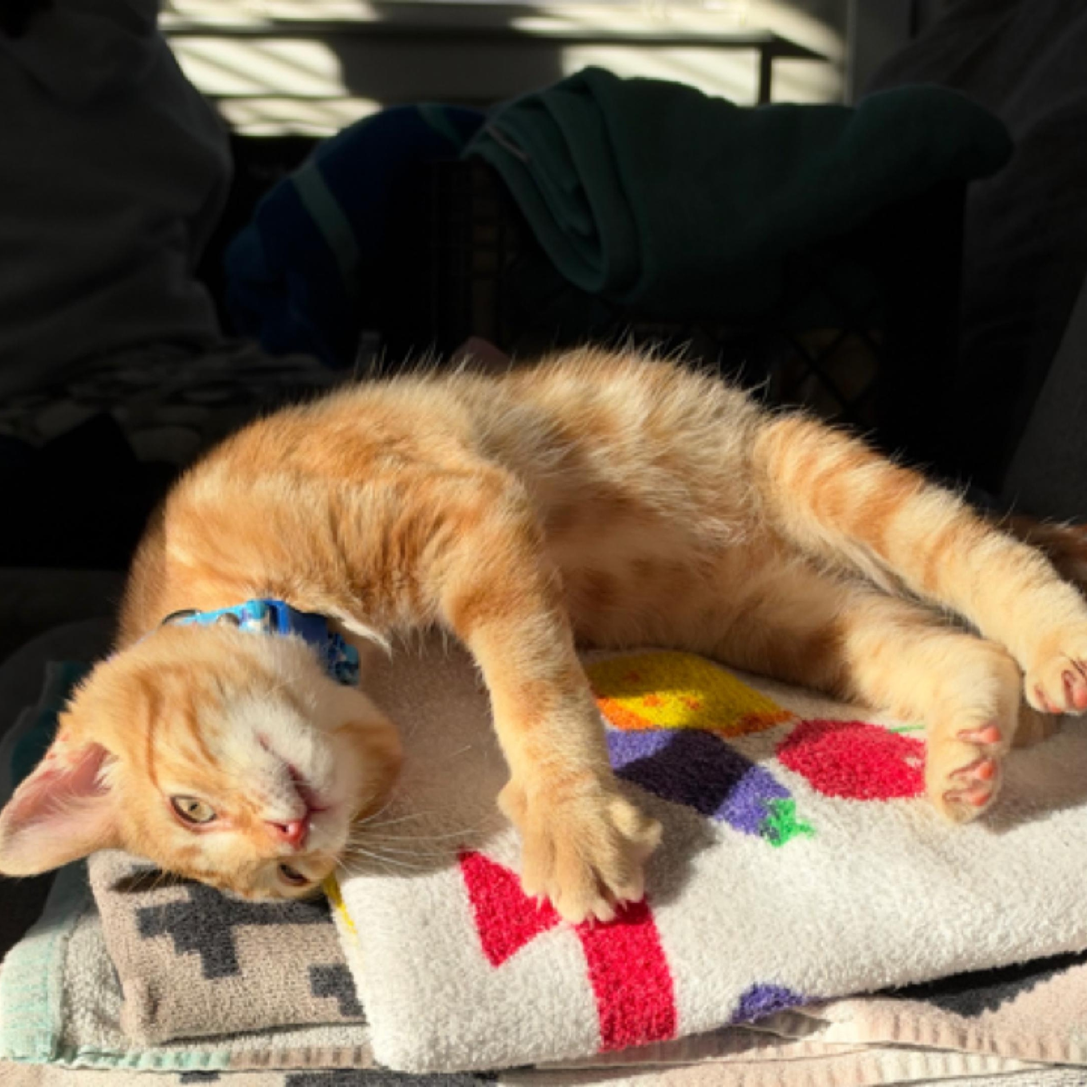 Enlarge Gingersnap...a little ginger spice with a whole lot of sweetness, a Adopted Domestic Short Hair in Murfreesboro, TN image 4/4