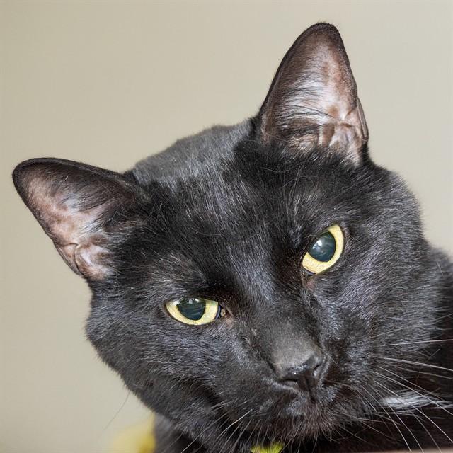 Enlarge SABBETH, a Adoptable Domestic Short Hair in Saint Louis, MO image 1/1
