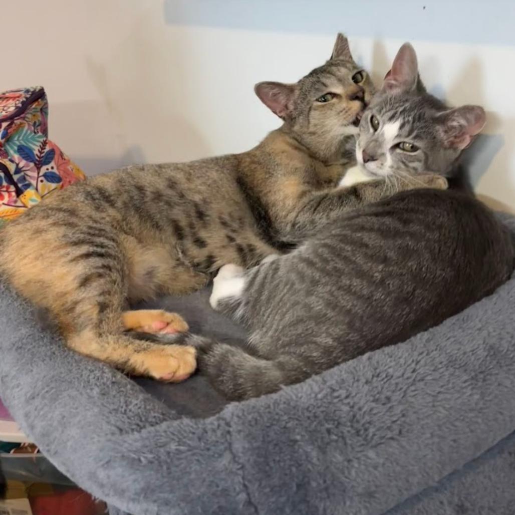 Ruby & Archie - We're a bonded pair!, Adoptable, Young Female Domestic Short Hair.