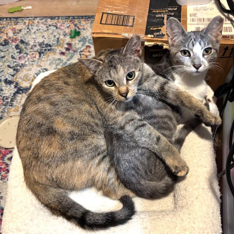 Enlarge Ruby & Archie - We're a bonded pair!, a Adoptable Domestic Short Hair in Chicago, IL image 2/6