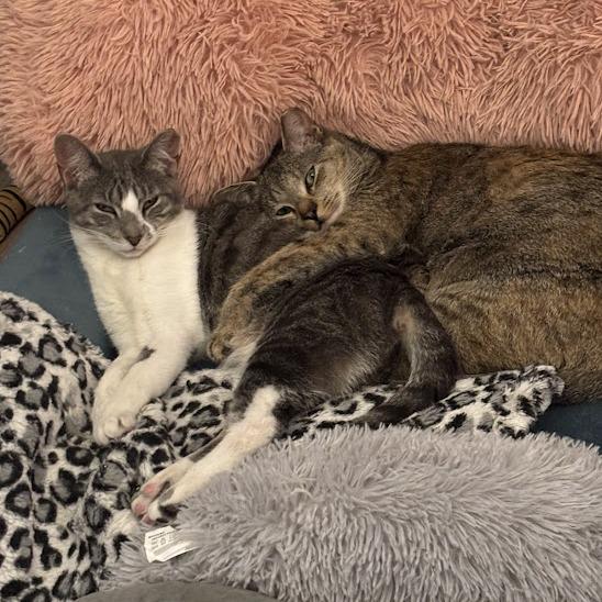 Enlarge Ruby & Archie - We're a bonded pair!, a Adoptable Domestic Short Hair in Chicago, IL image 3/6