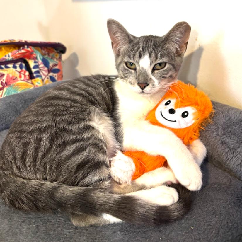 Enlarge Ruby & Archie - We're a bonded pair!, a Adoptable Domestic Short Hair in Chicago, IL image 4/6