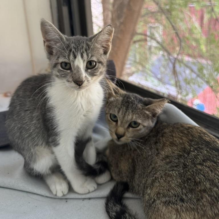 Ruby & Archie - We're a bonded pair!, a Adoptable Domestic Short Hair in Chicago, IL image 4/6