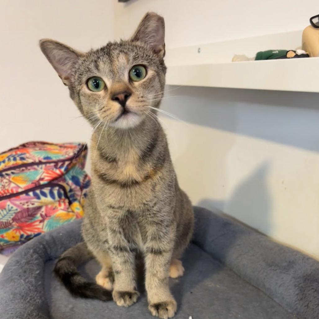 Enlarge Ruby & Archie - We're a bonded pair!, a Adoptable Domestic Short Hair in Chicago, IL image 5/6