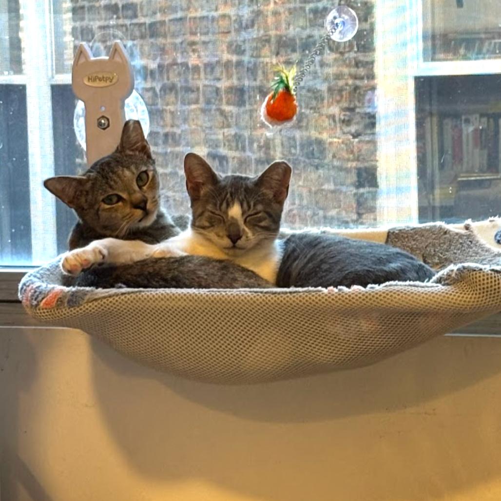 Enlarge Ruby & Archie - We're a bonded pair!, a Adoptable Domestic Short Hair in Chicago, IL image 6/6