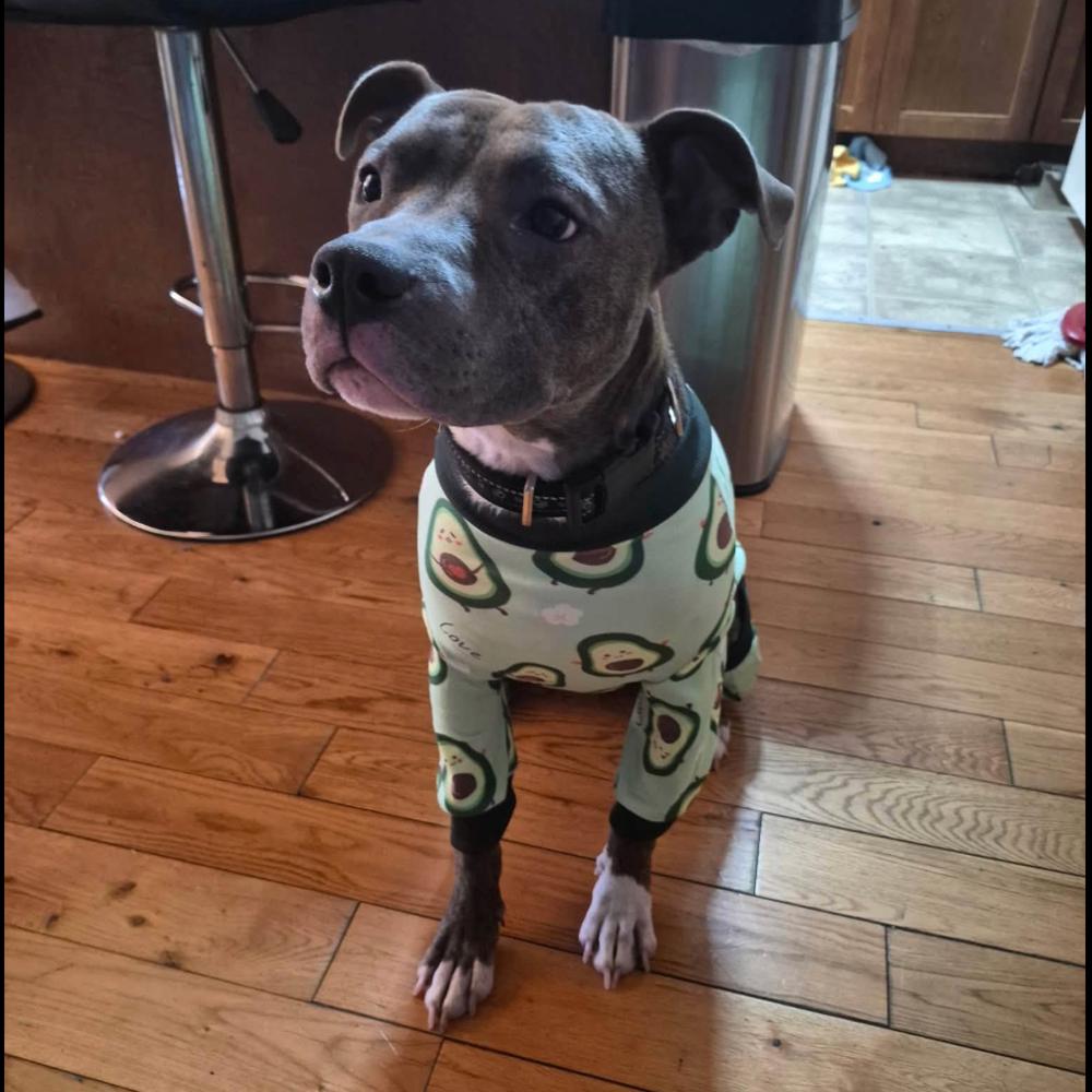 Enlarge Kellan, a Adoptable mixed breed in Long Island City, NY image 1/6