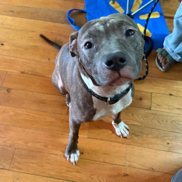 Enlarge Kellan, a Adoptable mixed breed in Long Island City, NY image 2/6