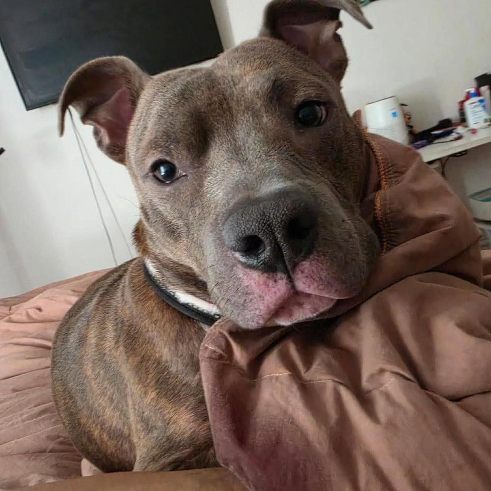 Enlarge Kellan, a Adoptable mixed breed in Long Island City, NY image 3/6