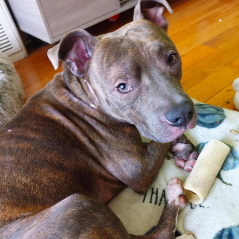 Enlarge Kellan, a Adoptable mixed breed in Long Island City, NY image 4/6
