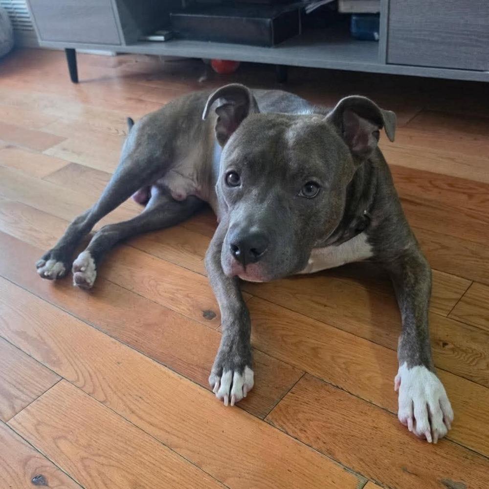 Enlarge Kellan, a Adoptable mixed breed in Long Island City, NY image 5/6