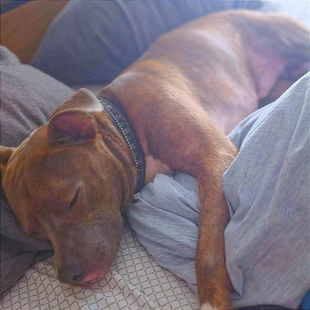 Enlarge Kellan, a Adoptable mixed breed in Long Island City, NY image 6/6