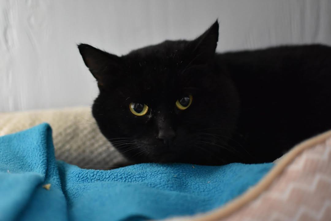 Enlarge Wayne, a ADOPTABLE Domestic Short Hair in Mission, BC image 1/1
