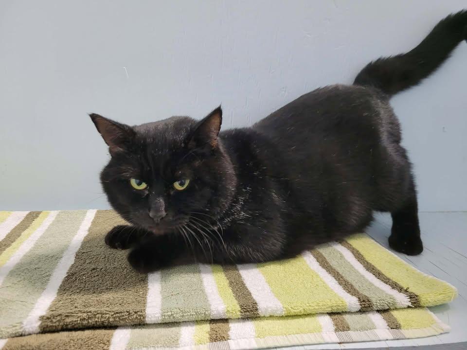 Enlarge Wayne, a ADOPTABLE Domestic Short Hair in Mission, BC image 2/4