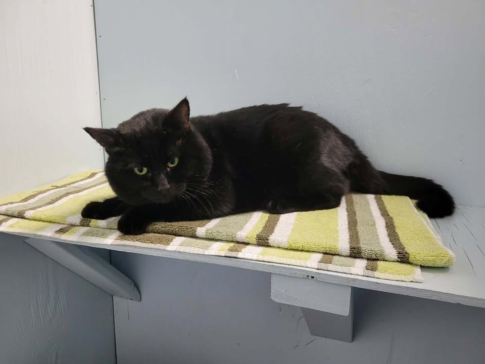 Enlarge Wayne, a ADOPTABLE Domestic Short Hair in Mission, BC image 3/4