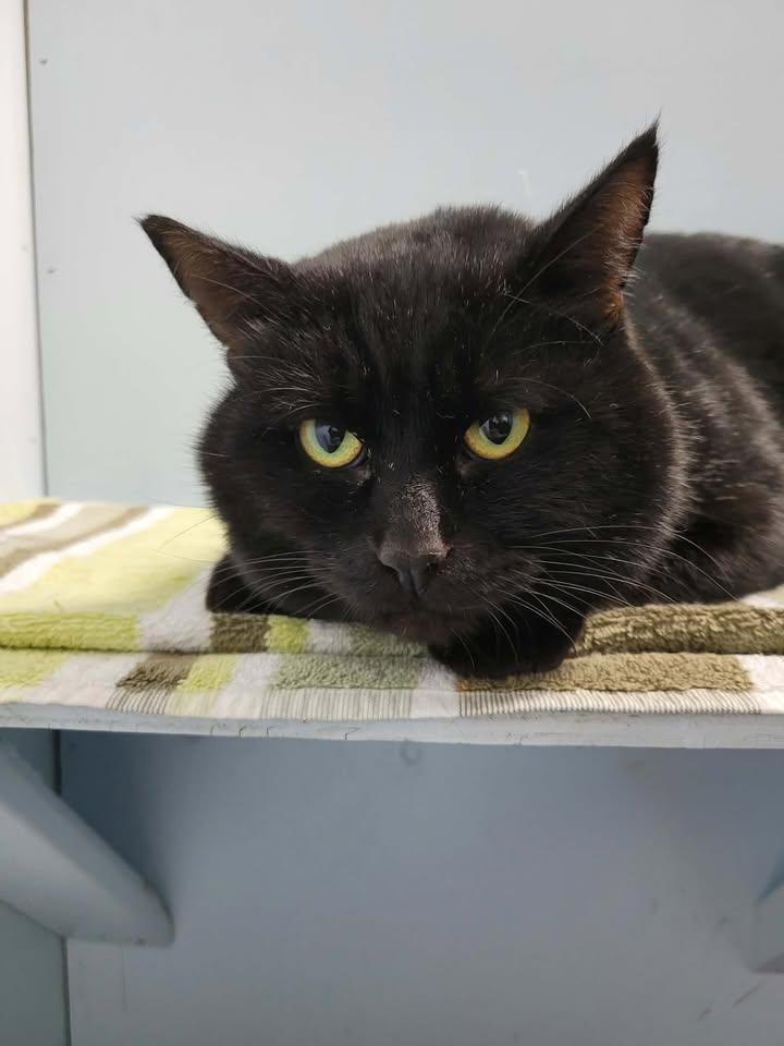 Enlarge Wayne, a ADOPTABLE Domestic Short Hair in Mission, BC image 4/4