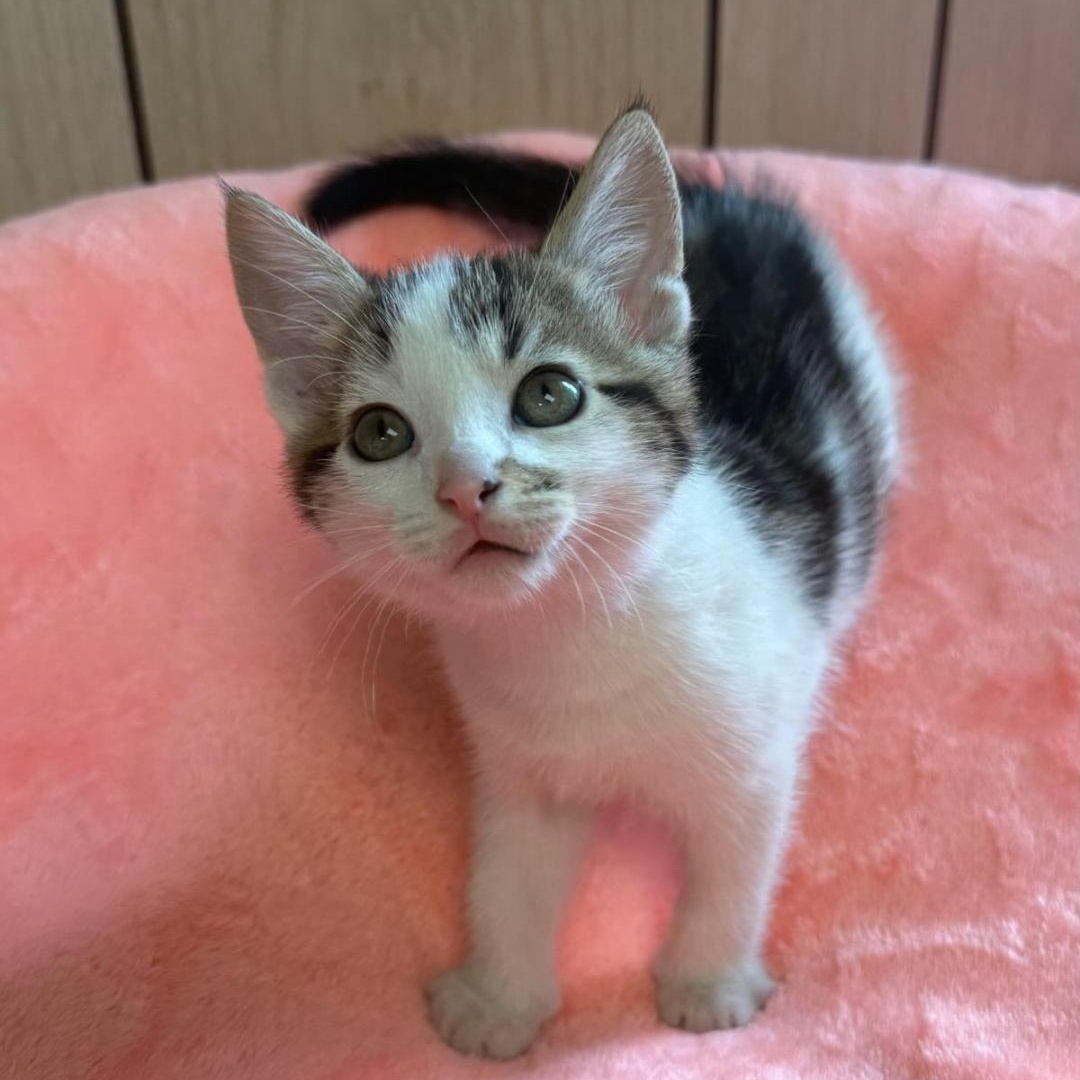 Enlarge Clover, an adopted Domestic Short Hair in Greensburg, PA image 2/3