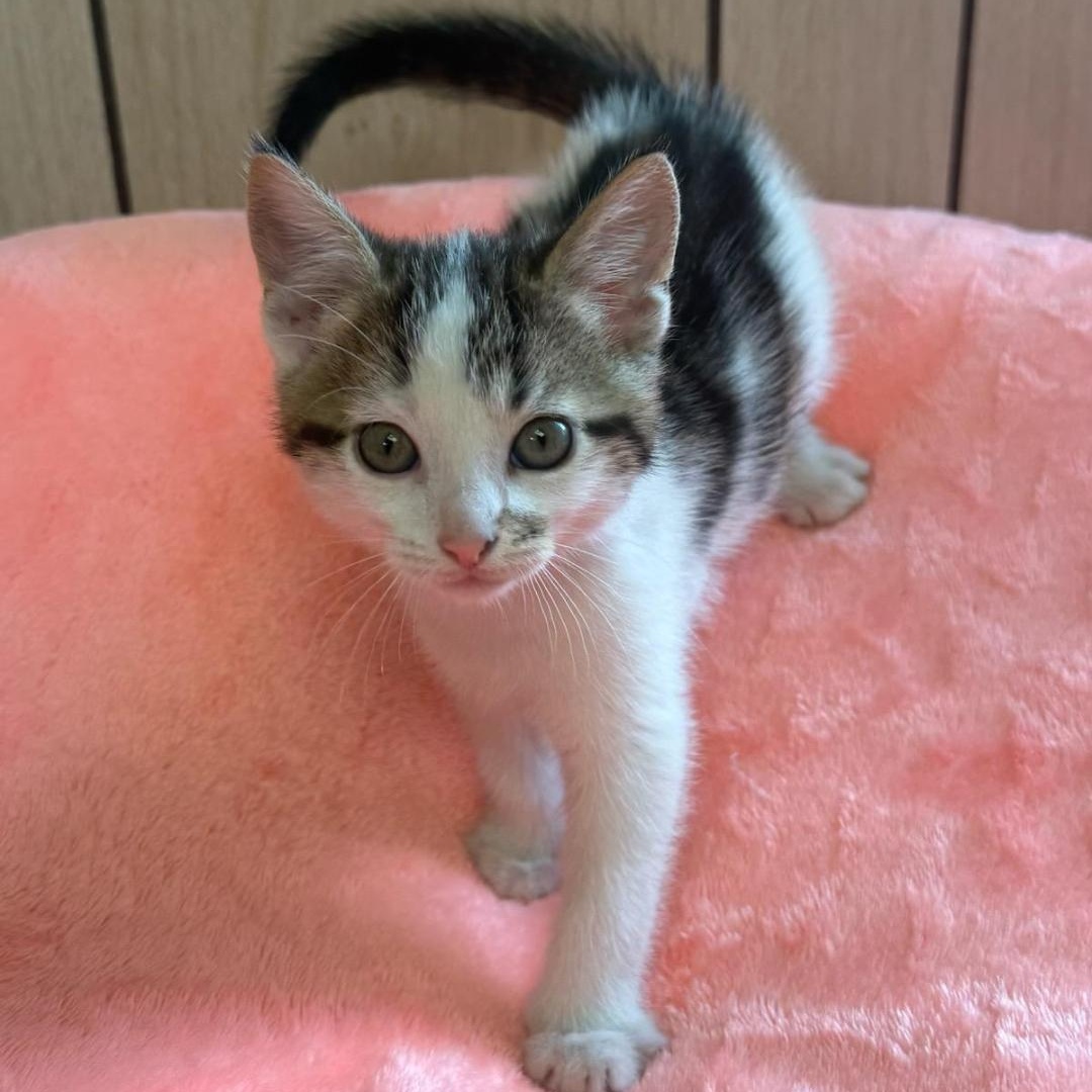 Clover, adopted, Kitten Male Domestic Short Hair.