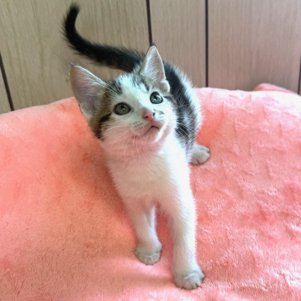 Enlarge Clover, an adopted Domestic Short Hair in Greensburg, PA image 3/3