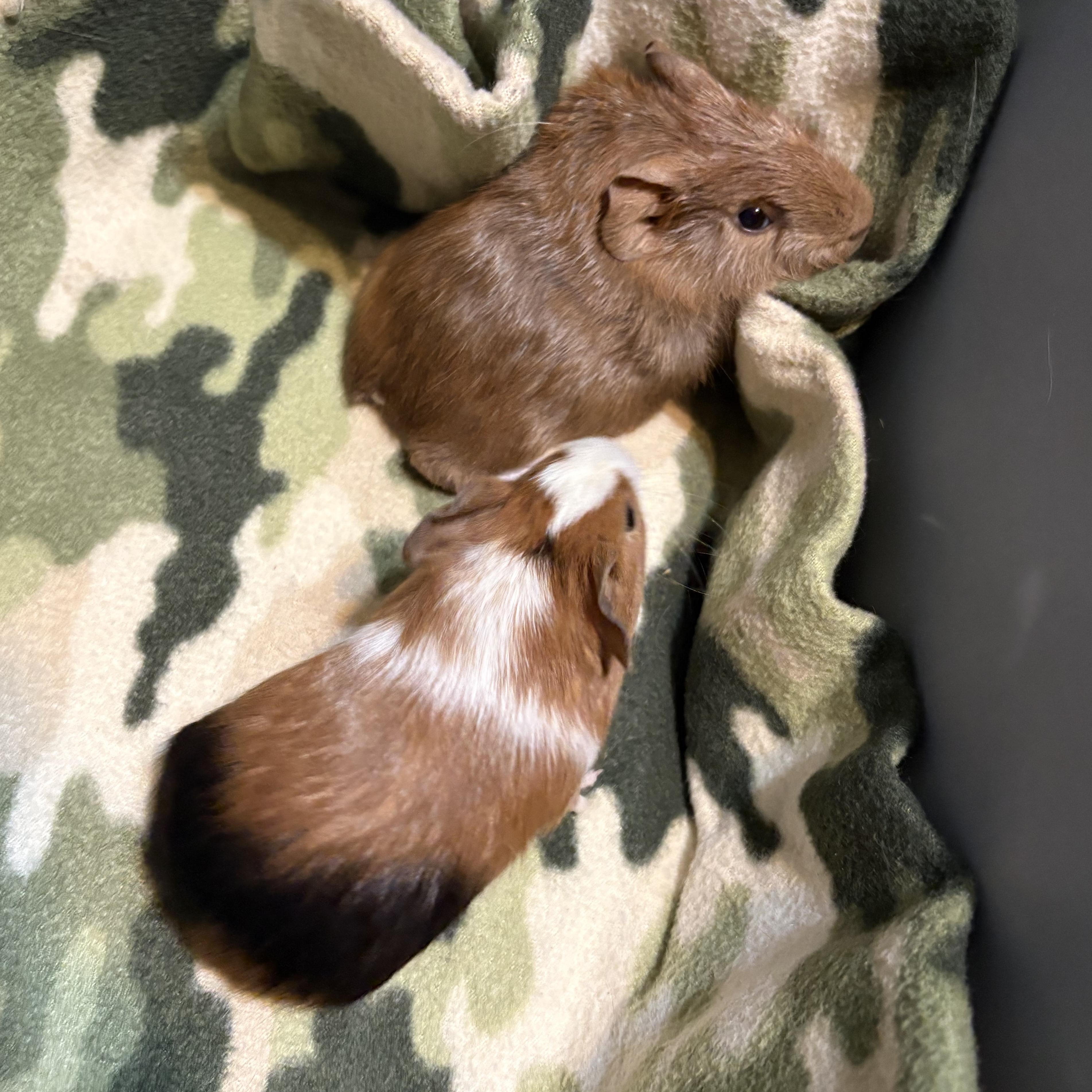 Gabriel & Austin & Derek, a ADOPTABLE Guinea Pig in Olympia, WA image 3/5