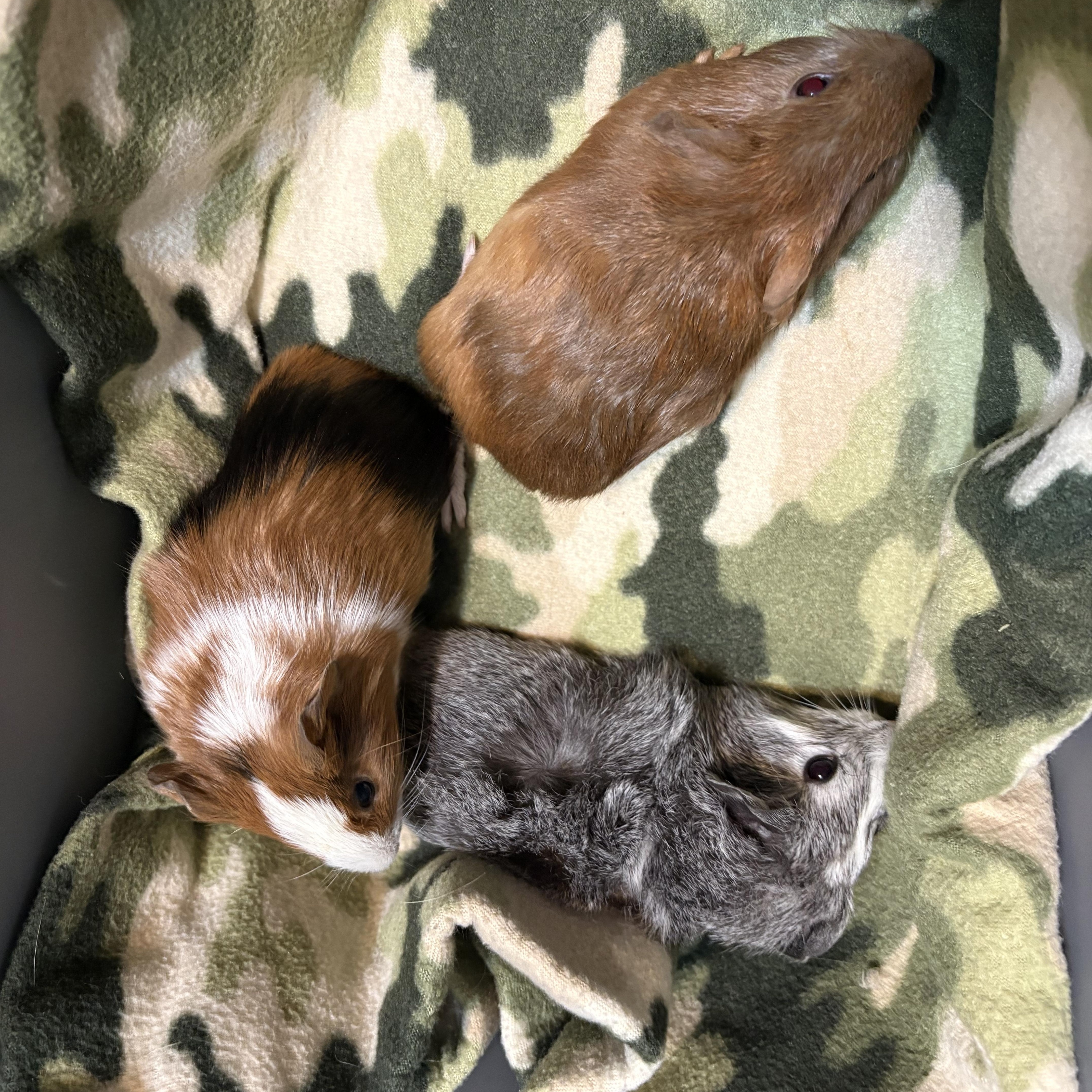 Gabriel & Austin & Derek, a ADOPTABLE Guinea Pig in Olympia, WA image 4/5