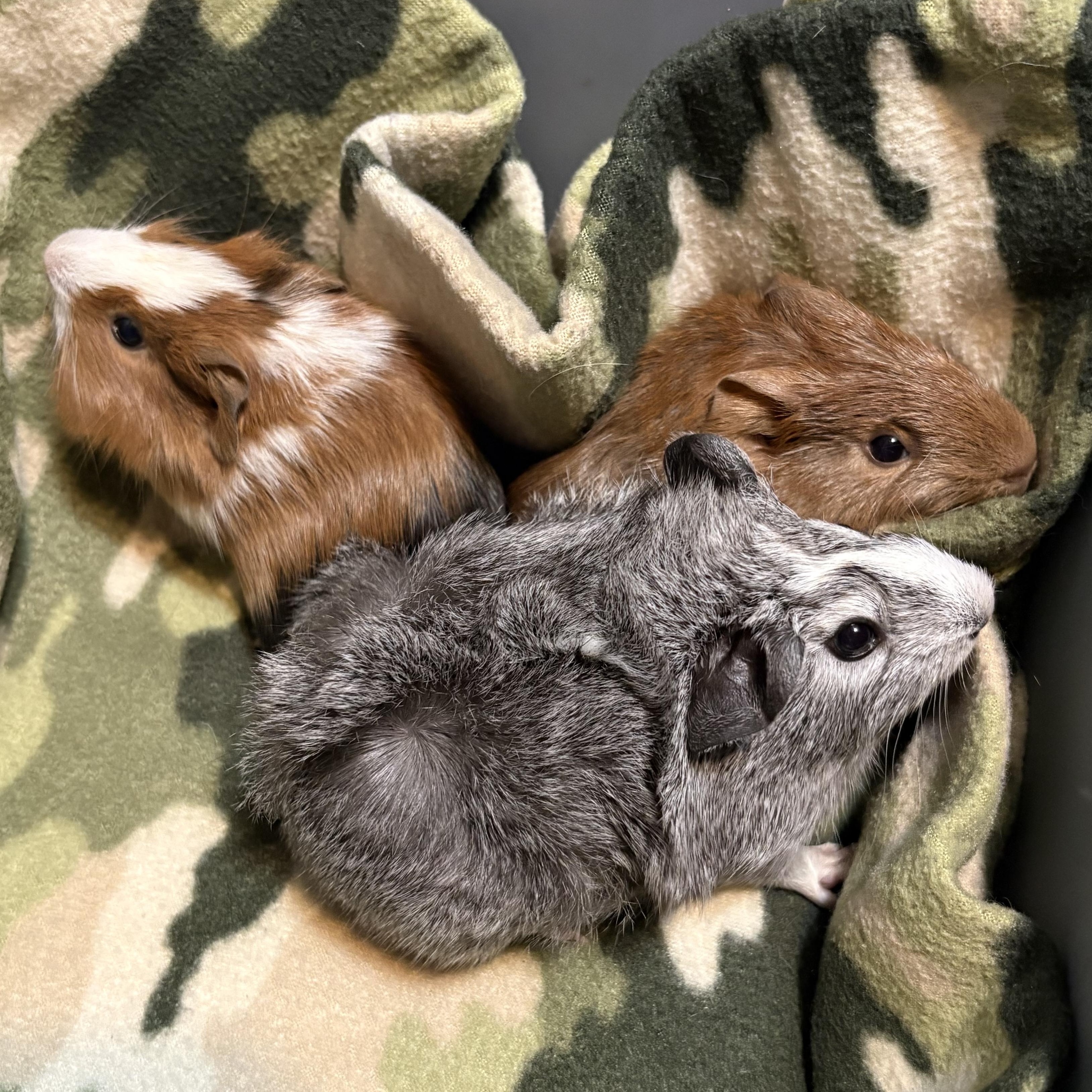Gabriel & Austin & Derek, ADOPTABLE, Baby Male Guinea Pig.