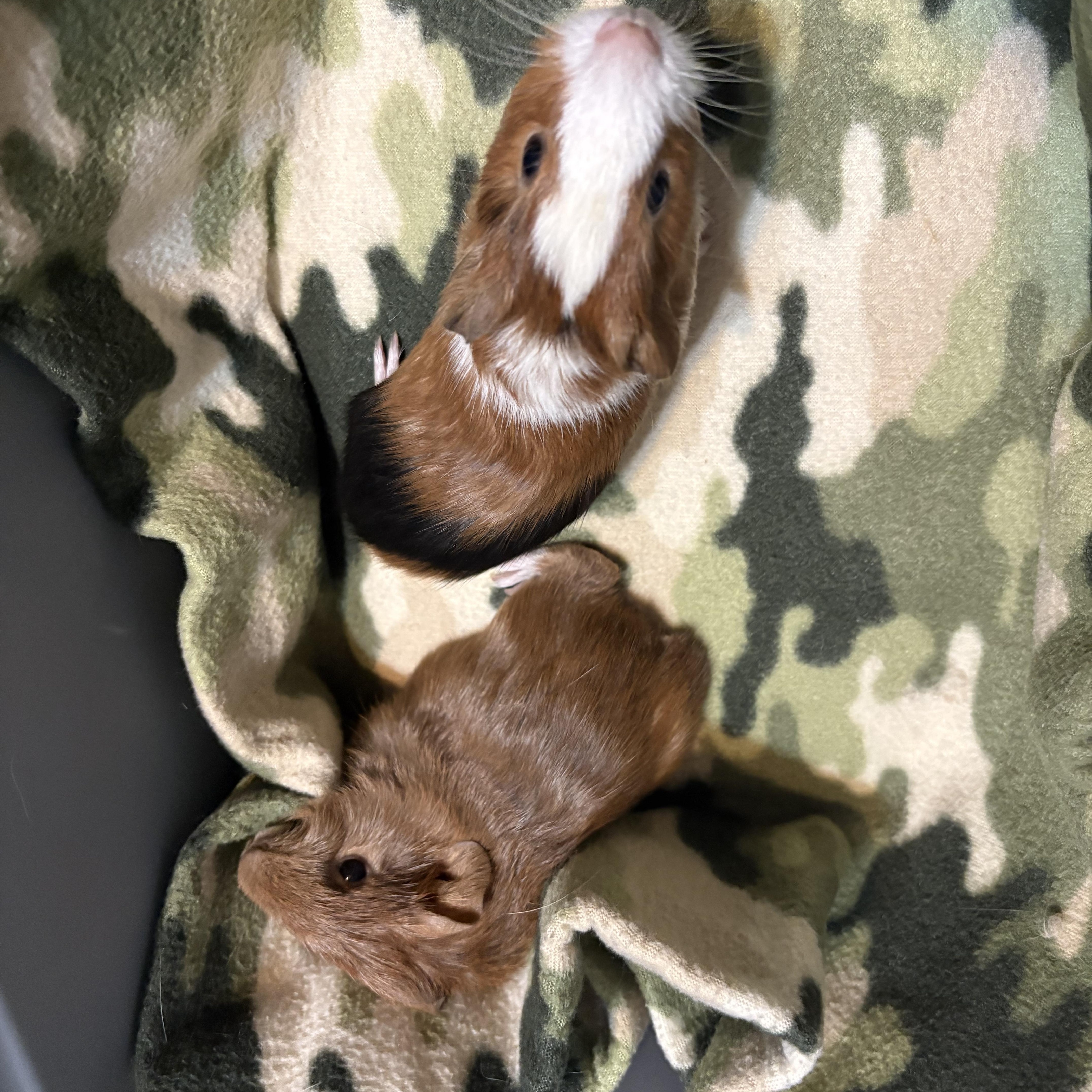 Gabriel & Austin & Derek, a ADOPTABLE Guinea Pig in Olympia, WA image 2/5