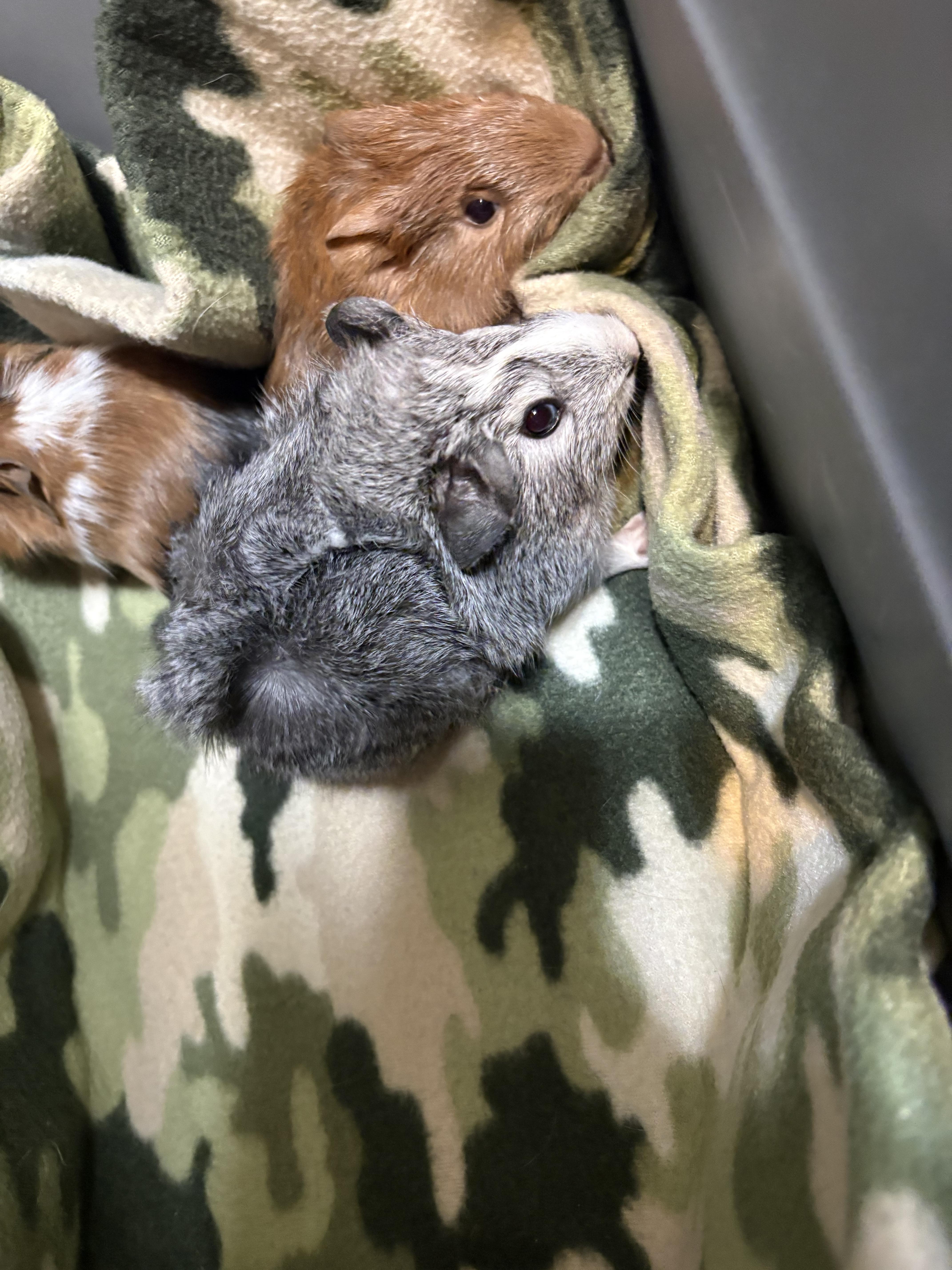 Gabriel & Austin & Derek, a ADOPTABLE Guinea Pig in Olympia, WA image 5/5