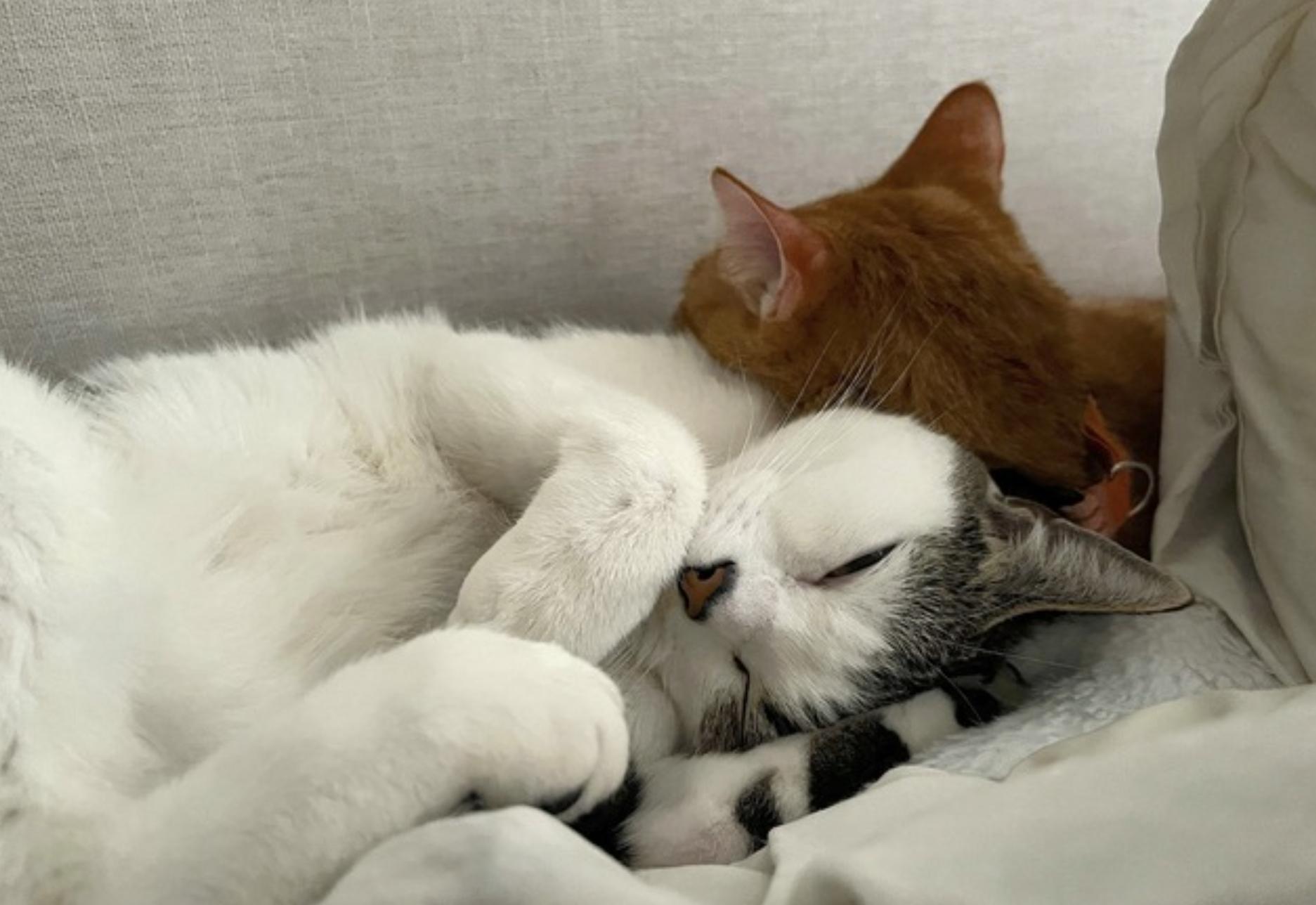 Enlarge Nabi, an adopted Domestic Short Hair in San Francisco, CA image 5/6